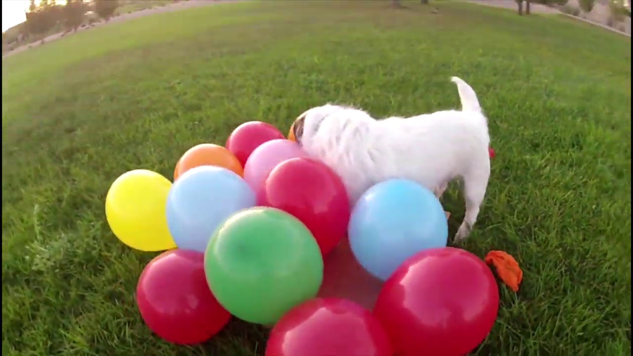 Джек Рассел Лопает Шарики 🎈 ~ С Днем Рождения, Джесси!