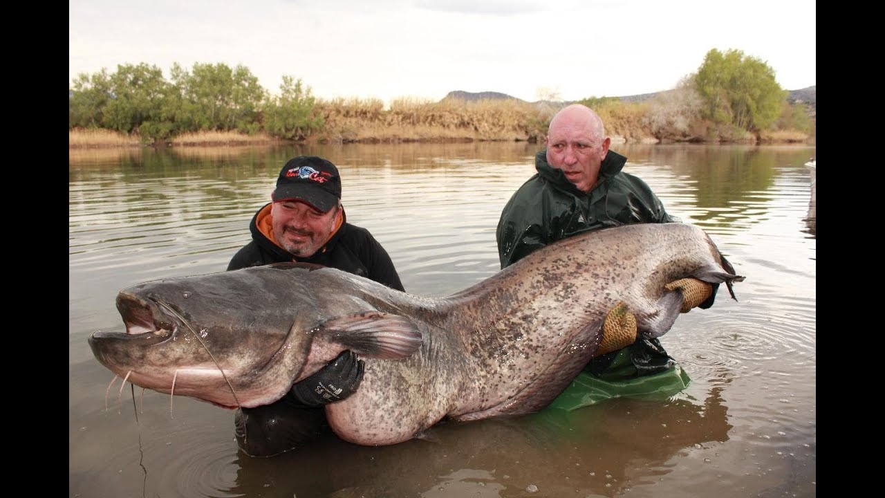 Catfish Record in Delta Ebro - HD by Catfish World