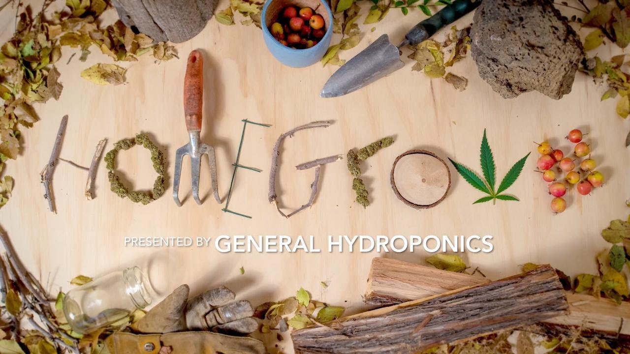 How to start a marijuana homegrow