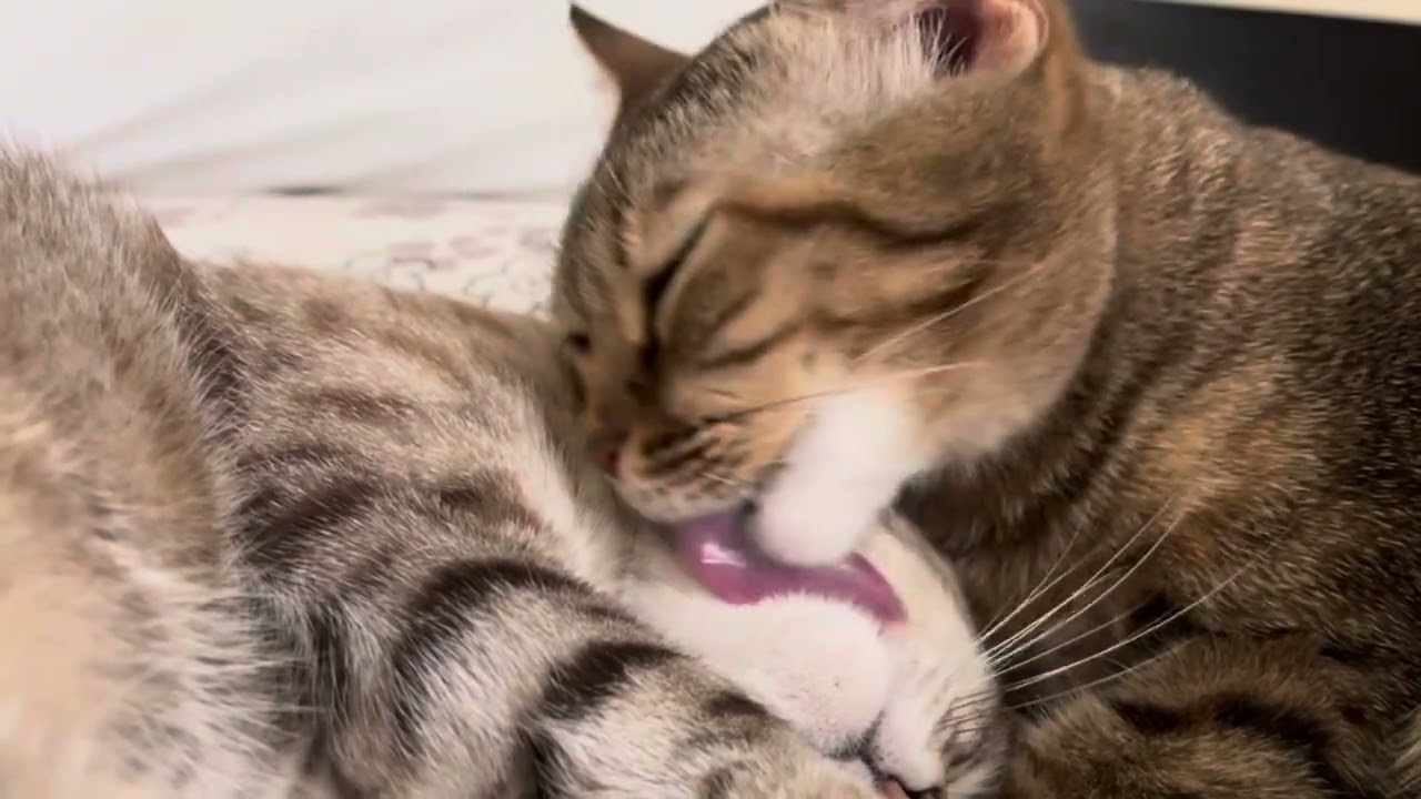 BEST CAT GROOMING ASMR | LICKING SOUNDS & LIGHT PURRING