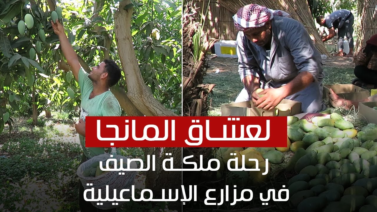 لعشاق المانجو.. رحلة لمزارع ملكة الصيف في الإسماعيلية