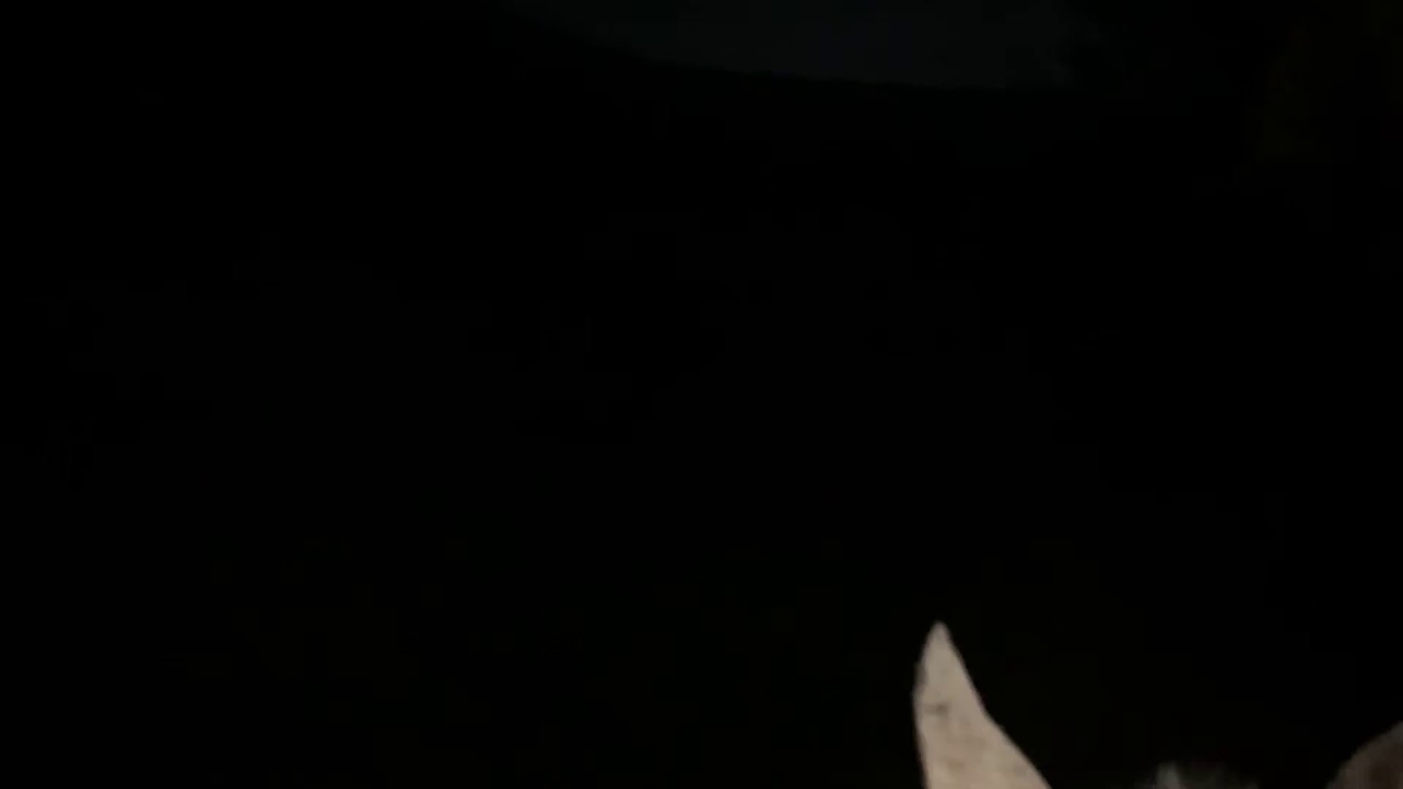 Manejo foi at&eacute; noite a dentro , Canil Negreiros!!!
