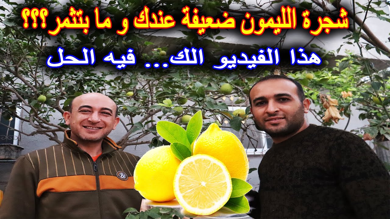 شجرة الليمون متوقفة عن النمو و لا تثمر...هذا الفيديو الك