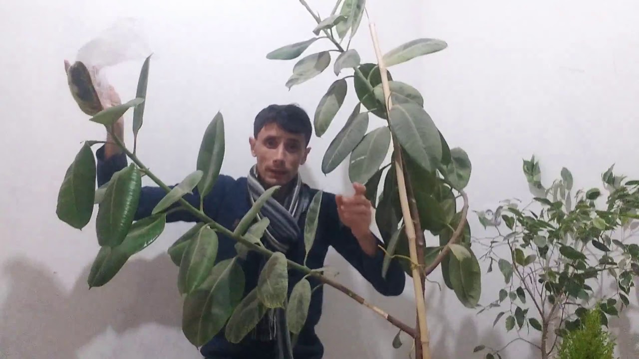 الترقيد الهوائي لشجرة الفيكوس