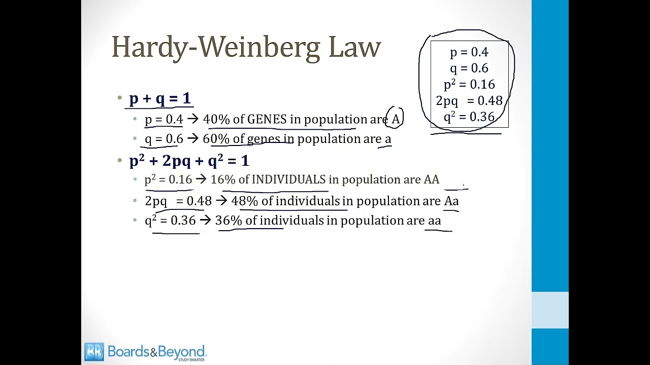Genetics Step 1 — Hardy-Weinberg Law — Boards and Beyond