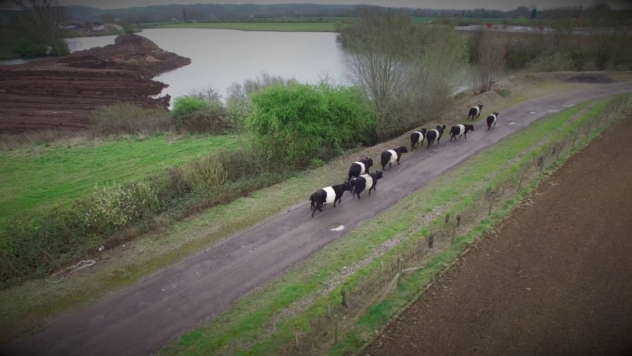 Belted Galloway (Janet's Belties)