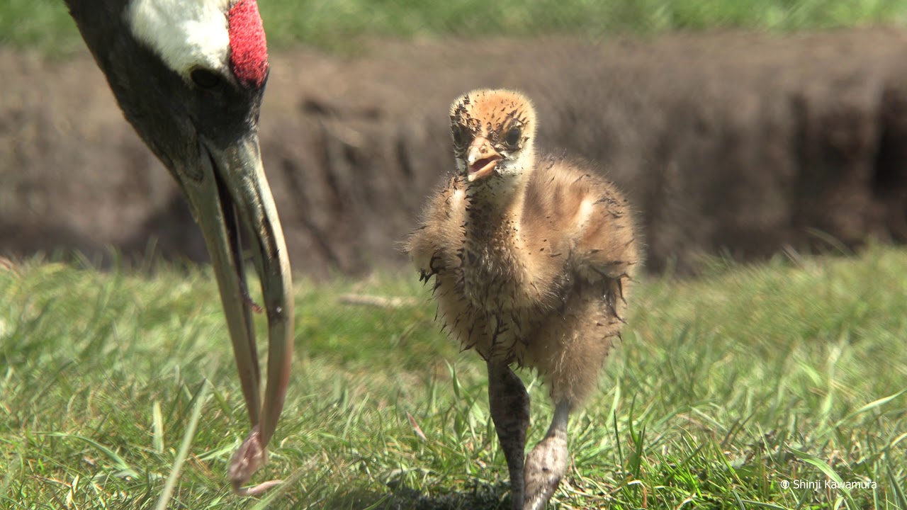 タンチョウのヒナ　すくすく元気に育つ　釧路市丹頂鶴自然公園