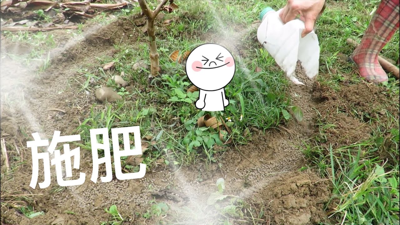 番石榴（芭樂）施肥、環狀開溝土層要挖多深？一顆芭樂樹要施多少肥量？