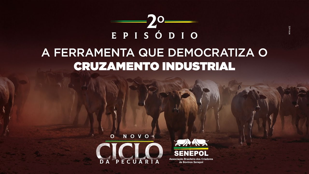 O Novo Ciclo da Pecuária | 2º episódio