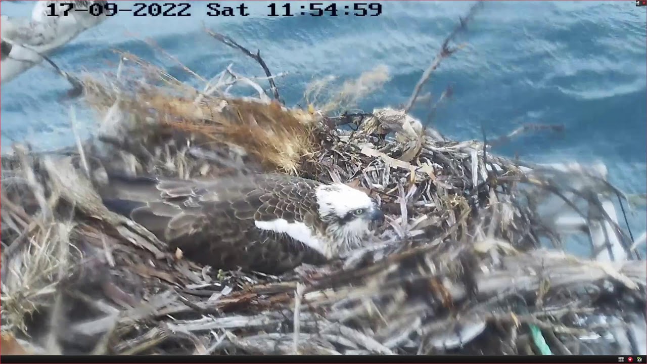 Port_Lincoln Osprey Live Stream Sep 2022