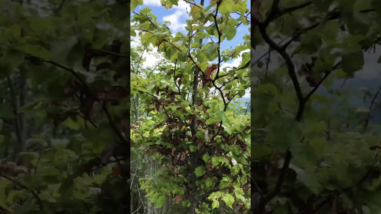 Der Aufstieg zum Napf 🇨🇭ist fast geschafft! #fitmitbea #shorts #nature #switzerland