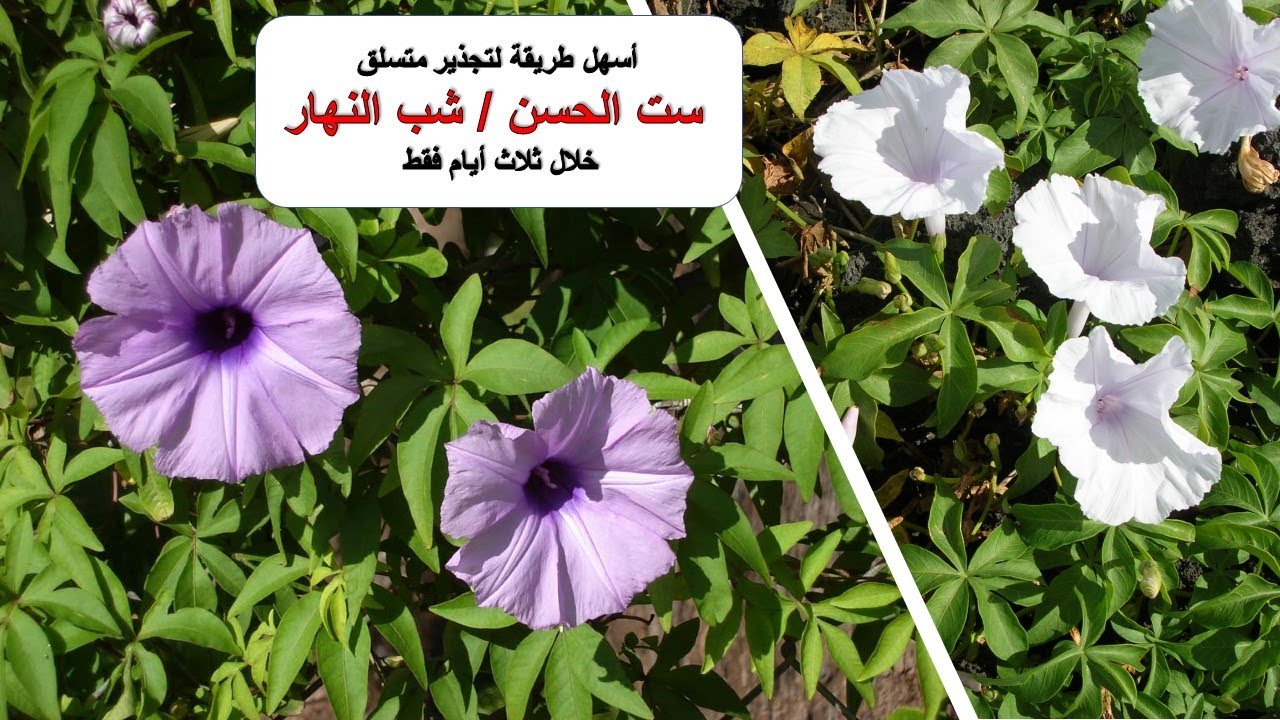 التجذير في ثلاث أيام لنبات ست الحسن 😍أسرع وأجمل متسلق 😊#ipomeacairica