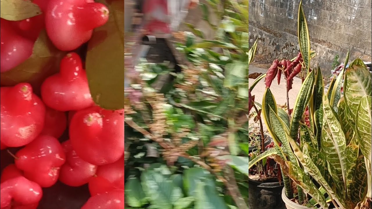 ചാമ്പക്ക പറിച്ചത് മഴ പെയ്യുന്ന പോലെ ബാകറ്റി മാത്രം വീണില്ല 🤭🤭😋😋