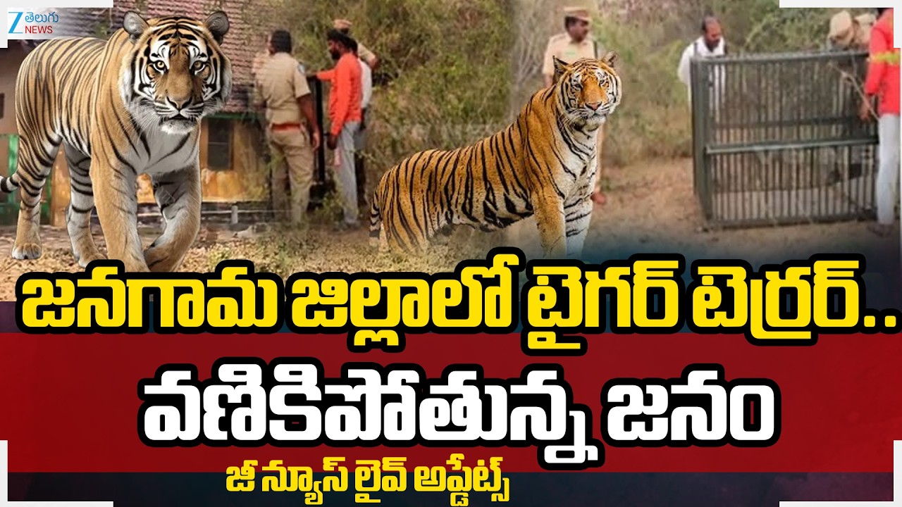 Tiger Tension in Jangaon.. Elusive Tiger Strikes Again, Kills Another Calf in Jangaon | Zee Telugu