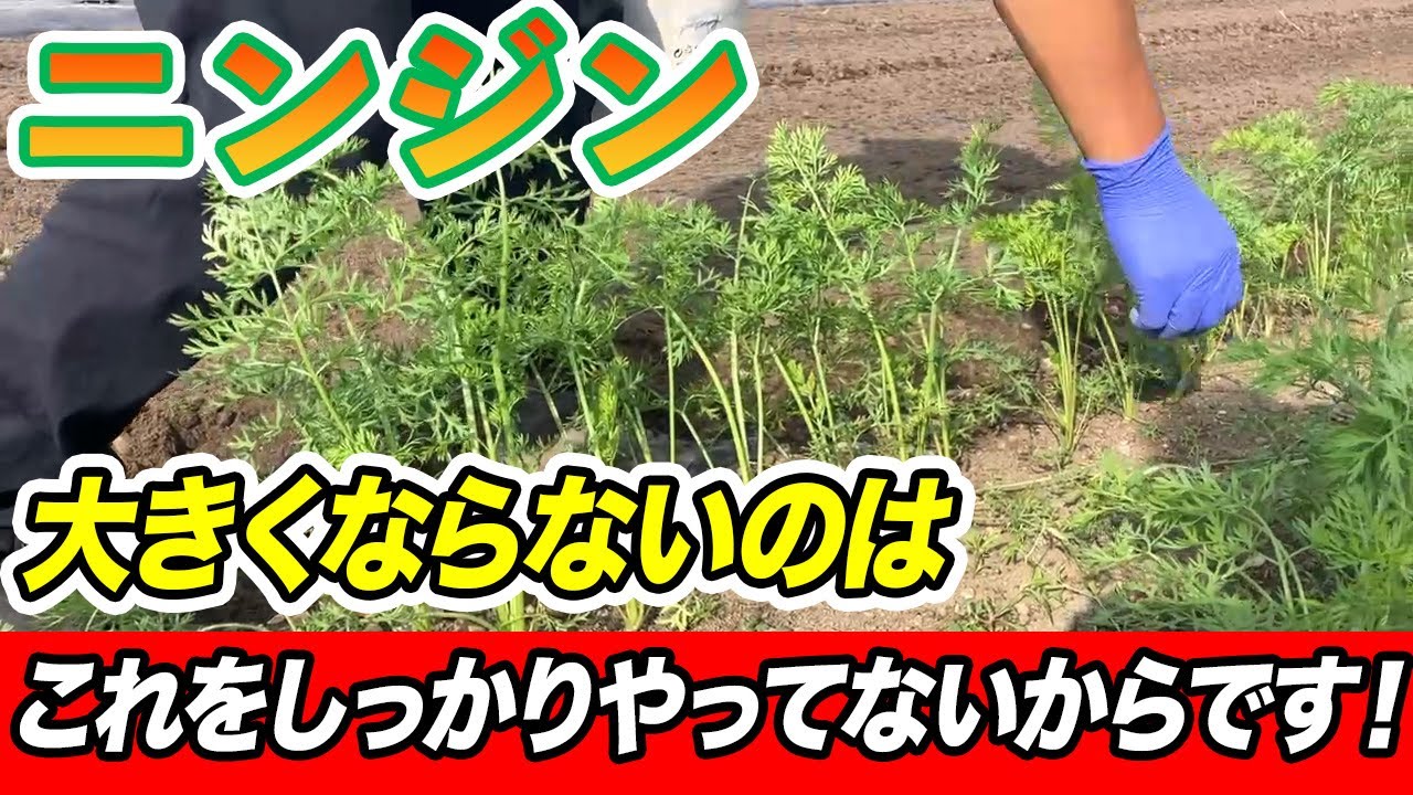 【にんじん】追肥のタイミングとこれをするだけで簡単に育てることができます