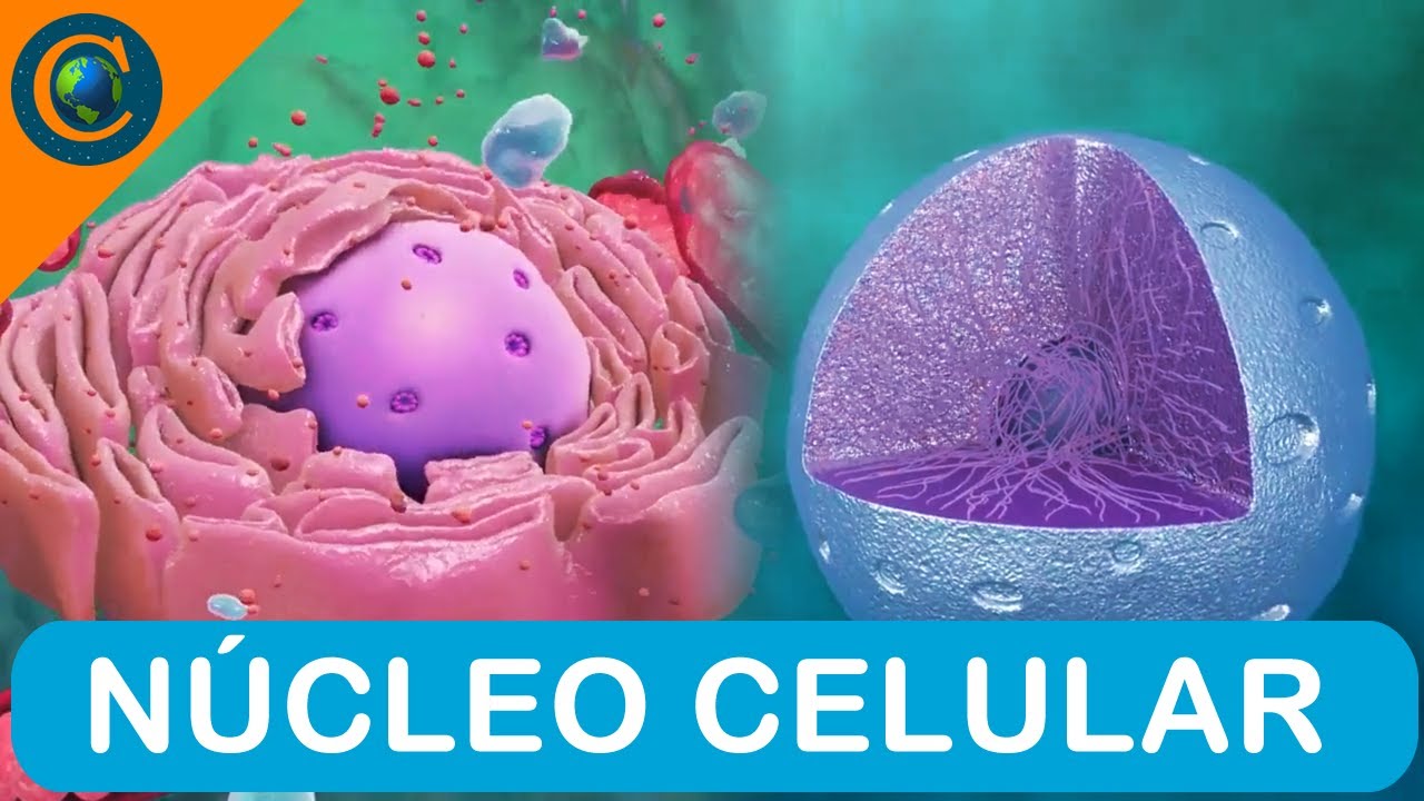 CITOLOGIA - NÚCLEO CELULAR