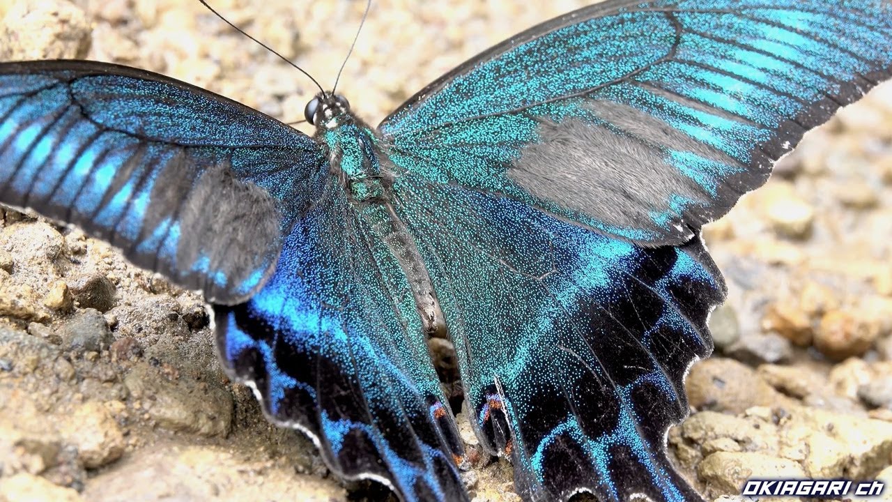 【なぜこの蝶に魅了されるのか？】ミヤマカラスアゲハ夏型特集