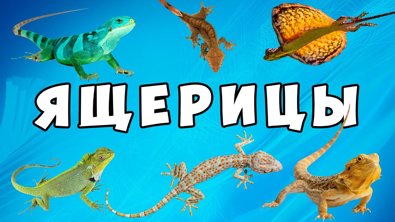 Удивительные ящерицы – развивающий мультик для детей | Карточки Домана про животных от Комарика