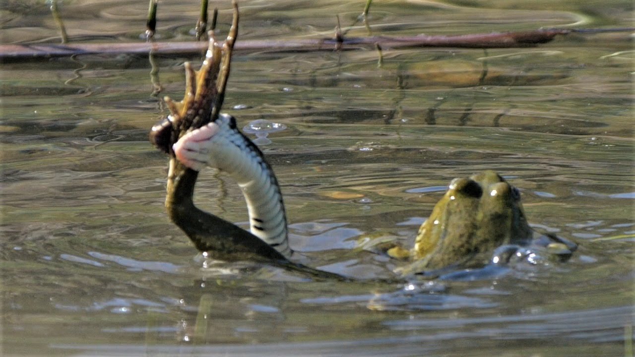 Dramatic fight between frog and grass snake / Dramatischer Kampf zwischen Frosch und Ringelnatter