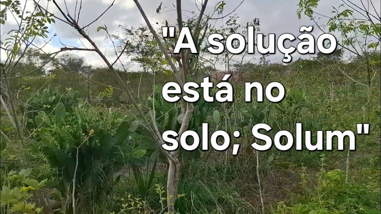 Agrofloresta para regenerar solos degradados do semiárido. 