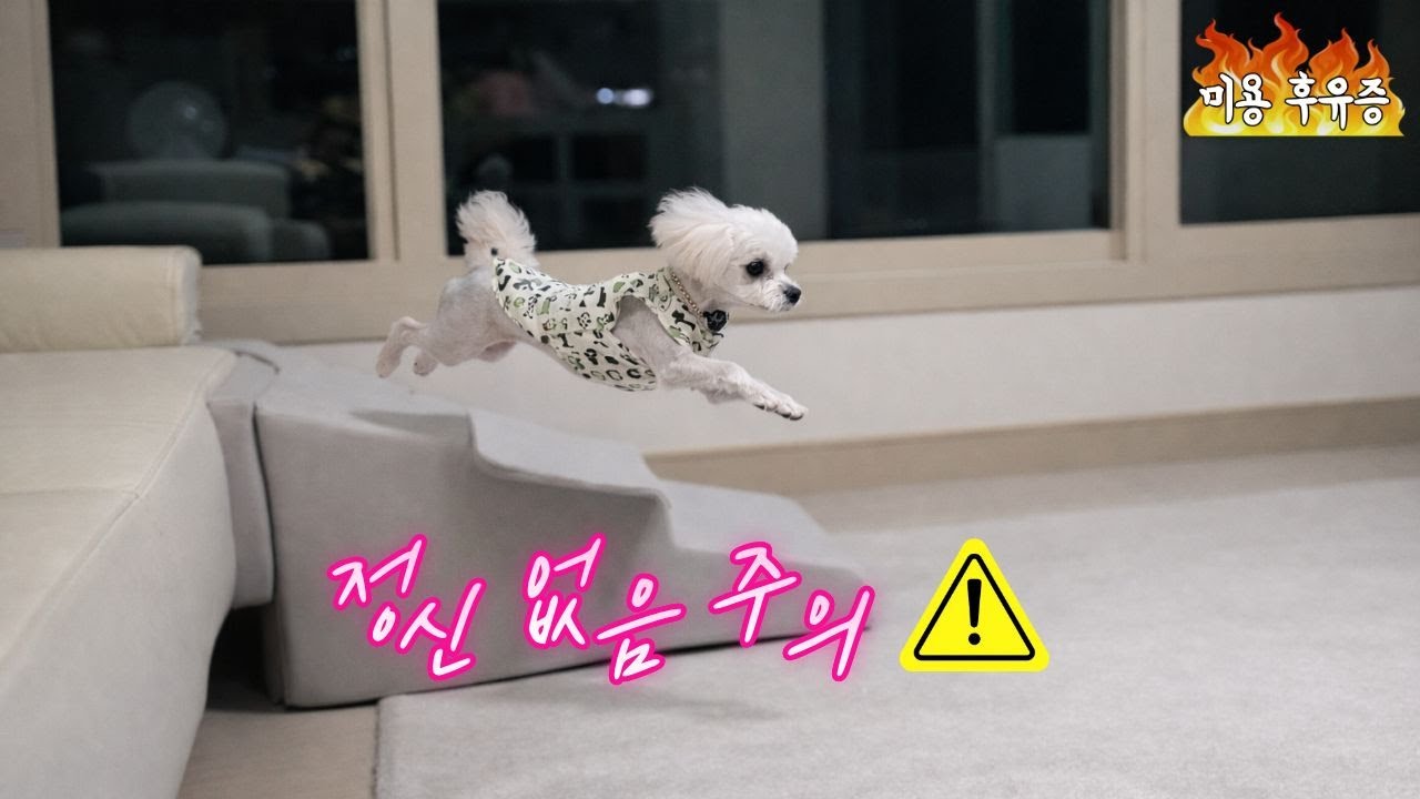 강아지 미용 후 심한 후유증이…성격이 바뀌었습니다ep3