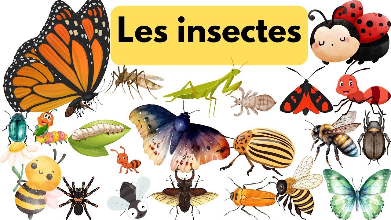 Découvre les Insectes en Français 🐞 | Apprentissage Ludique pour Débutants | Vidéo éducative 📖