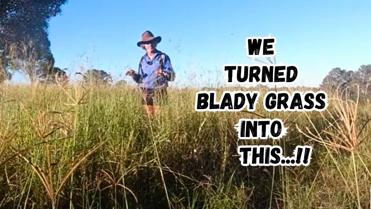How we use Livestock to Successfully Rid Blady Grass with Regenerative Farming Practices in Mind!!