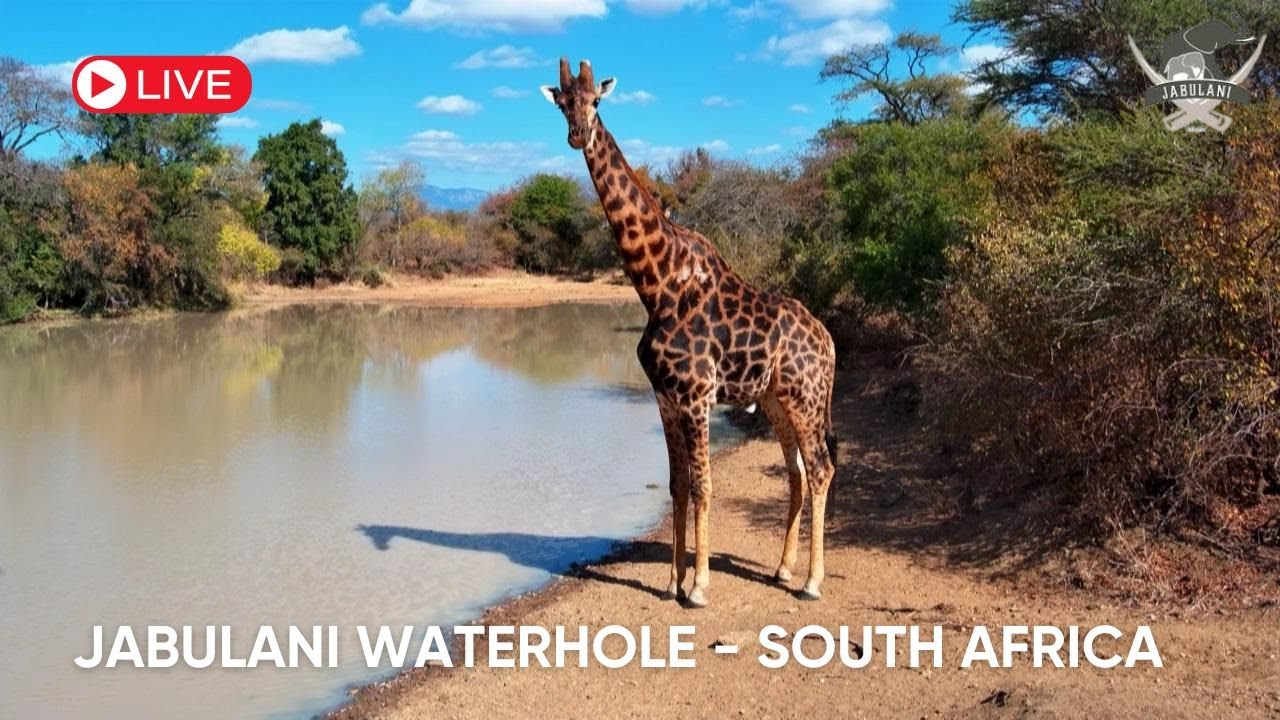 Jabulani: Live Wildlife Stream From South Africa