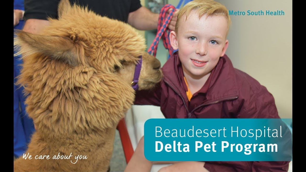 Ed Sheeran (the alpaca) visits Beaudesert Hospital