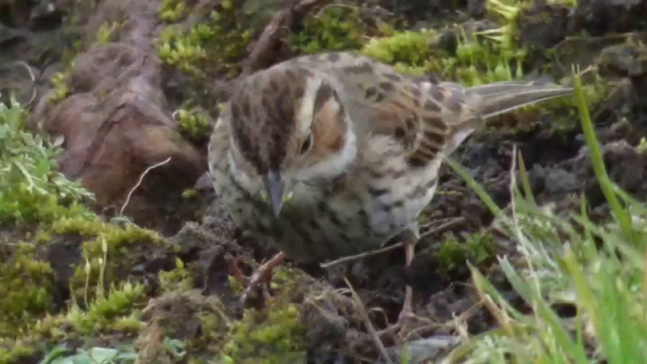 A Little Bunting visits Wales