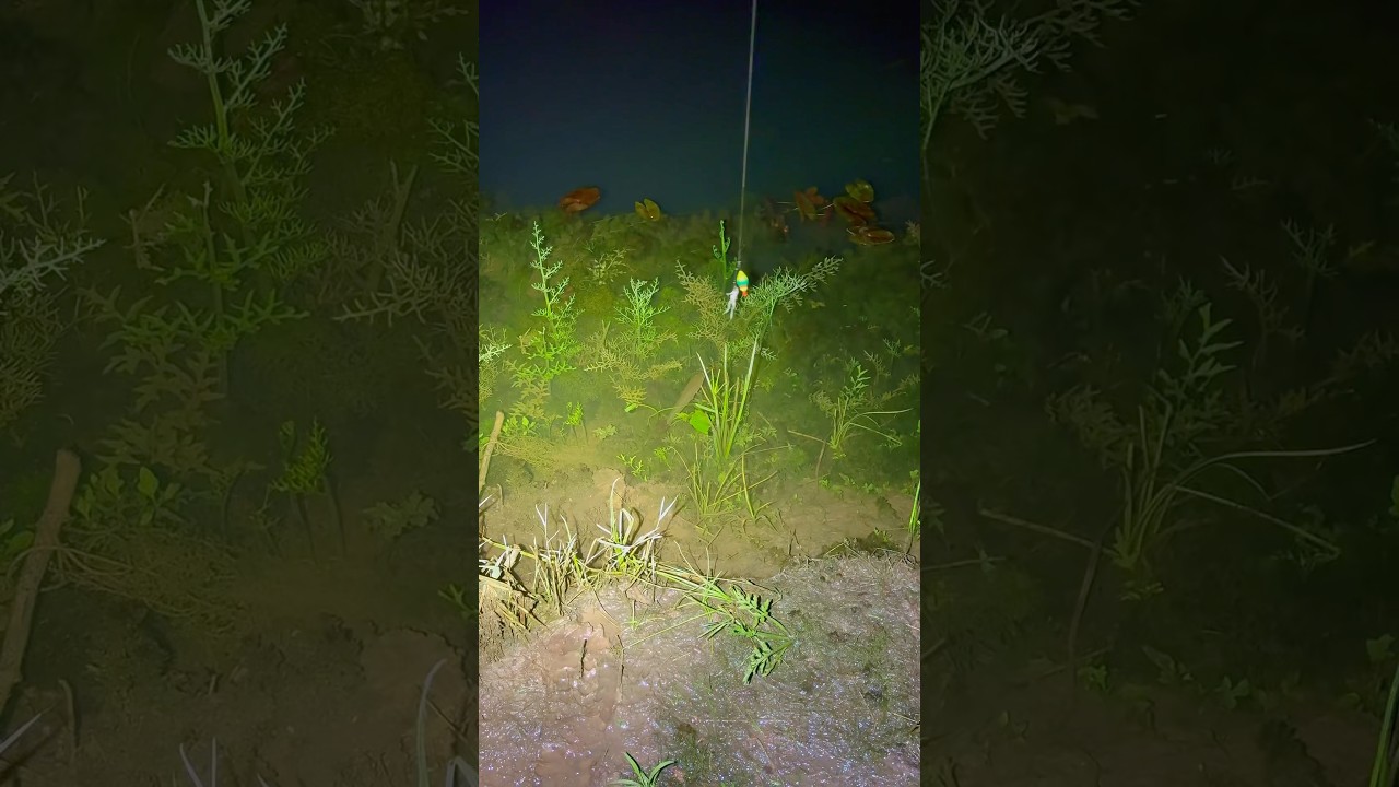 Ada ikan gede banget!!! #senargapuk