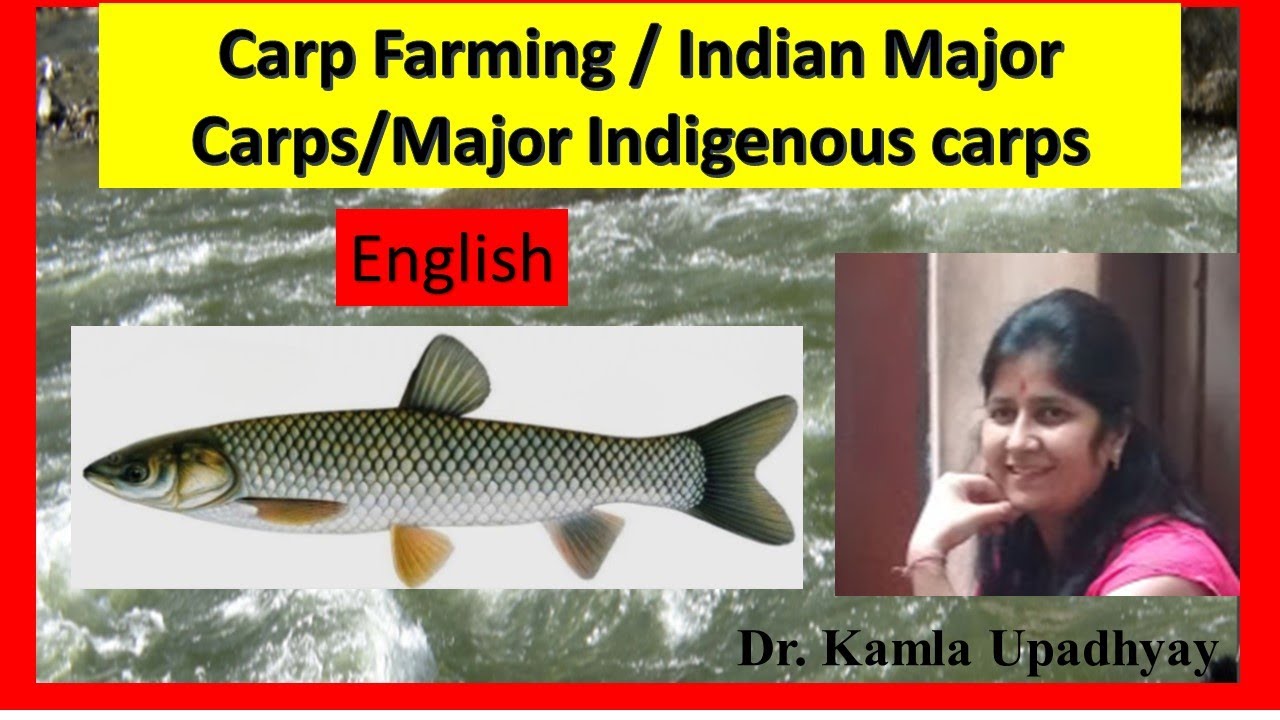 #Carp farming #Carp fish #Indian major carps #Carp spawning #Fish farming #Exotic carps #Carps