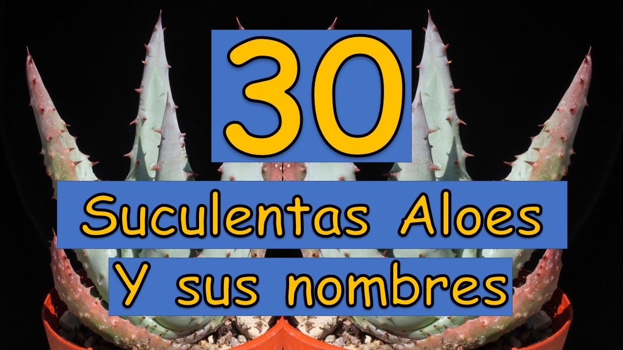 🎍 30 Suculentas Aloes y sus nombres 🎍