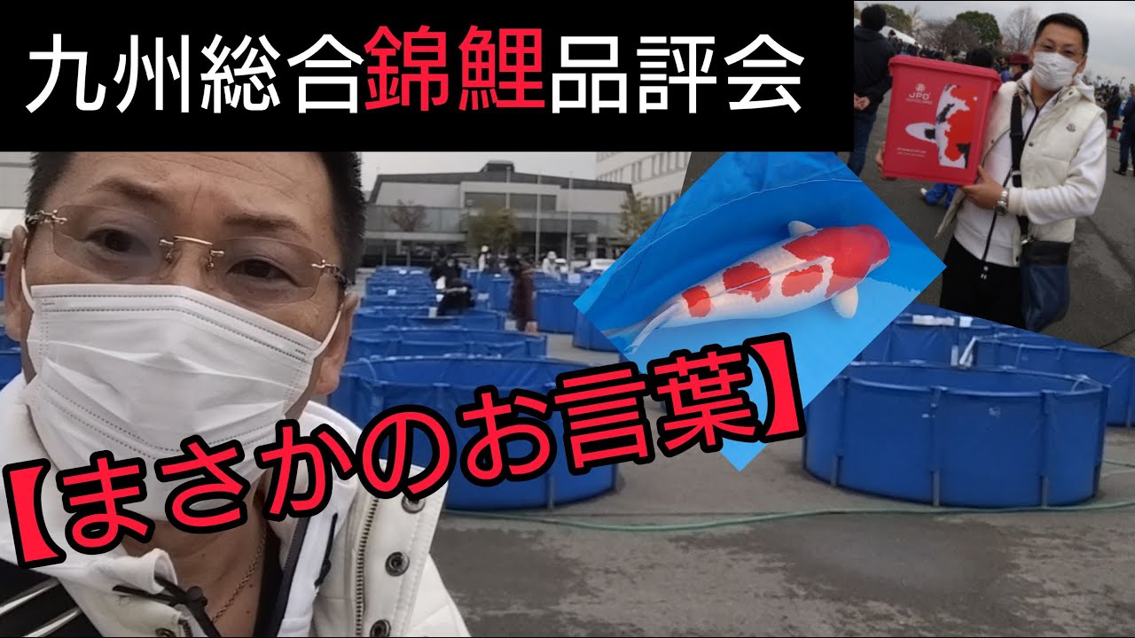 錦鯉の品評会がヤバかった【凄いの一言！！】　#錦鯉　#nisikigoi　#ปลาคราฟ　自宅池　飼育　濾過槽　野池　#diy #ガサガサ　#アクアリウム
