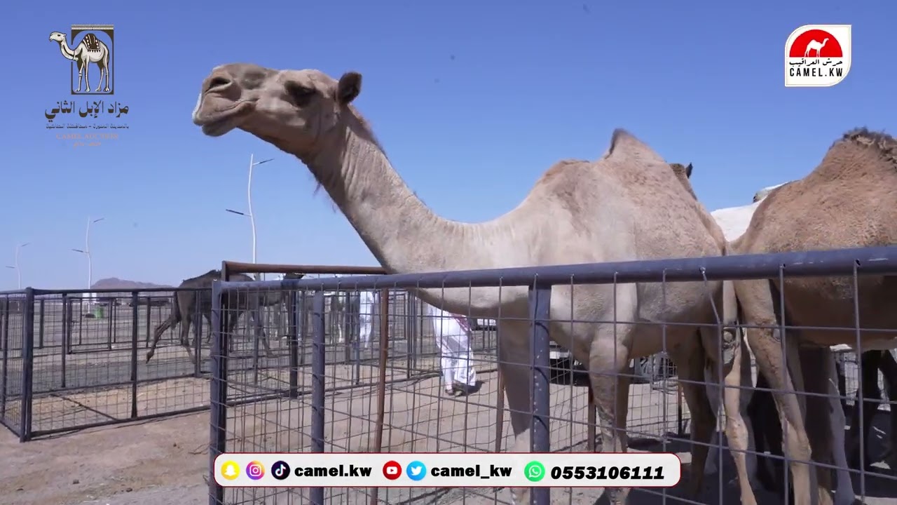 الرسالة ( 2 ) مزاد الحناكية - الإستعدادات النهائية للمزاد