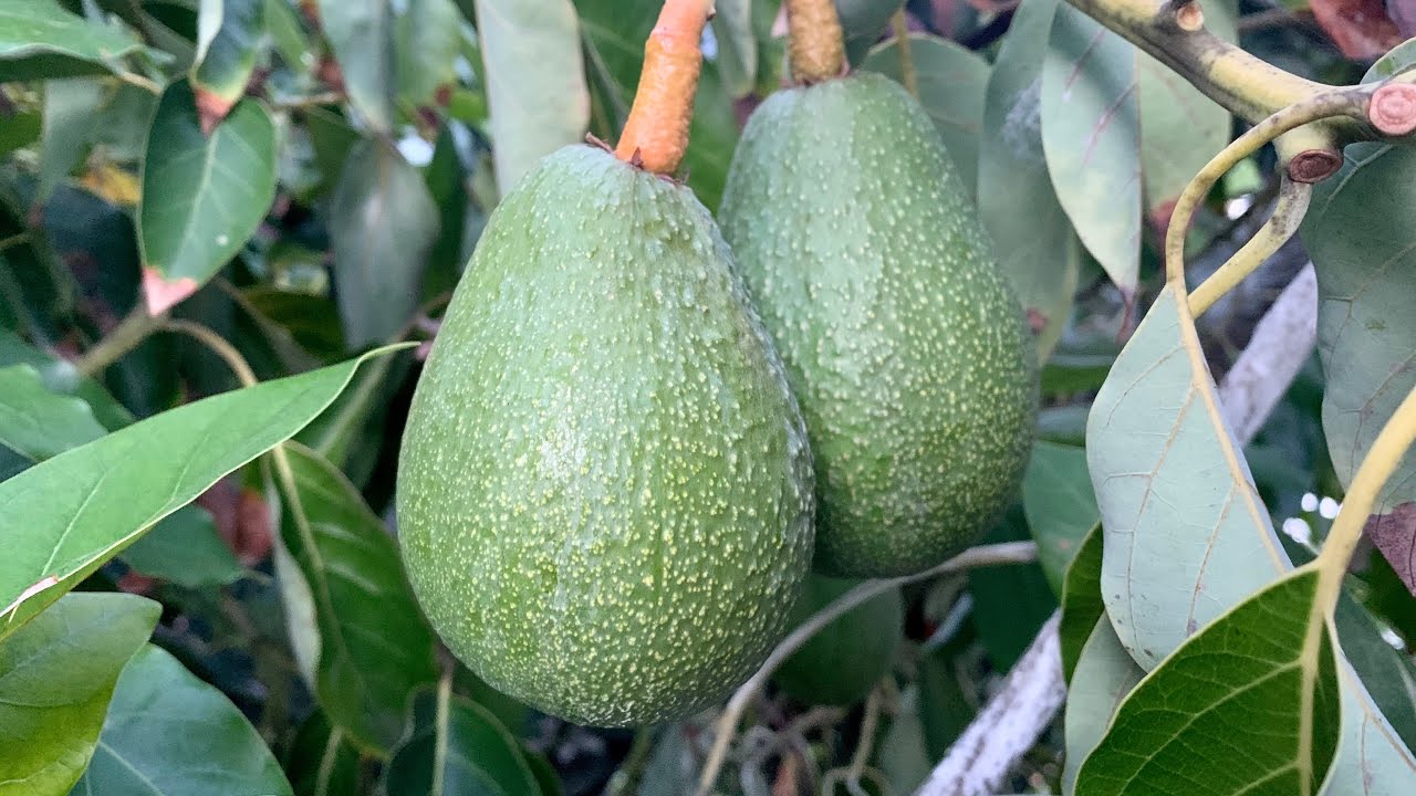 Fuerte Avocado Tree Sets a Heavy Crop