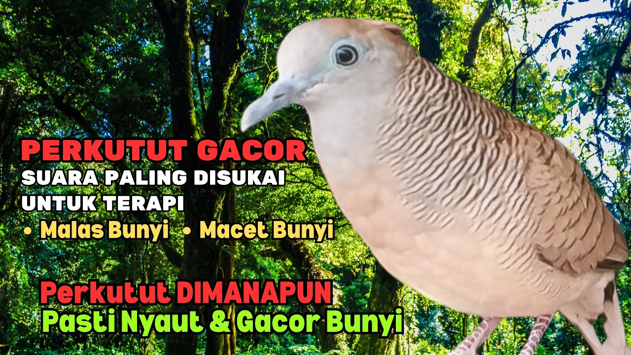 SUARA PERKUTUT LOKAL GACOR PALING DISUKAI 🐦 AMPUH Bikin Semua Perkutut Dimanapun Pasti Nyaut Bunyi