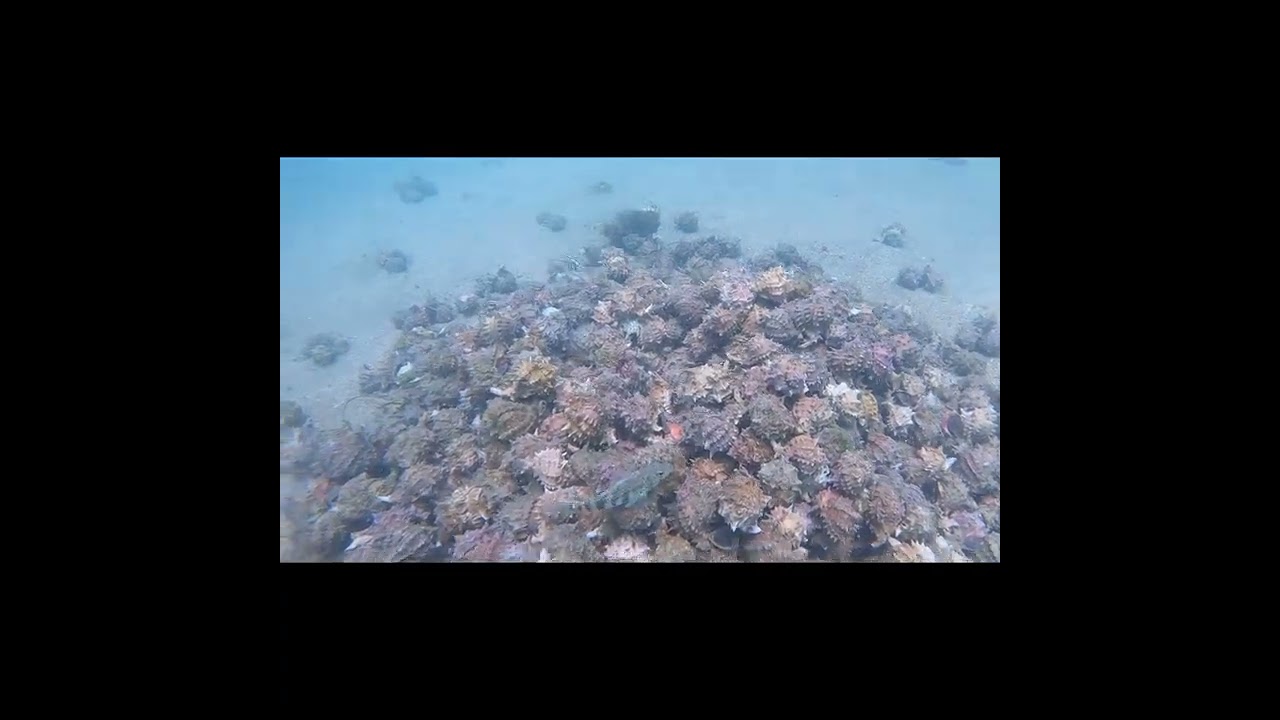 videos unicos como s bucea el caracol rosa y como s encuentra bajo el mar