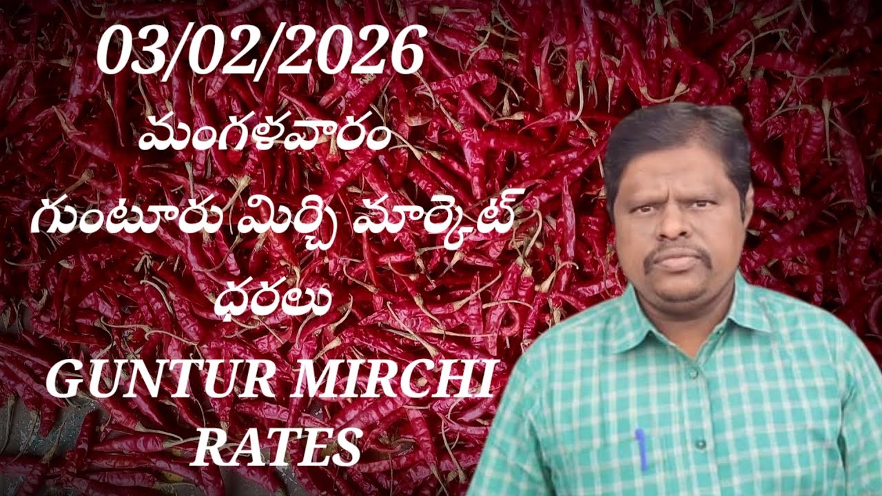 3 February 2026 GUNTUR MIRCHI MARKET RATES గుంటూరు మిర్చి మార్కెట్ ధరలు 