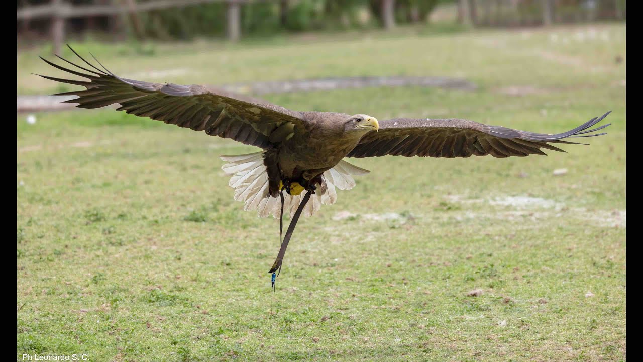 8K OASI DI SANT' ALESSIO video 8k by Ph Leonardo S  C