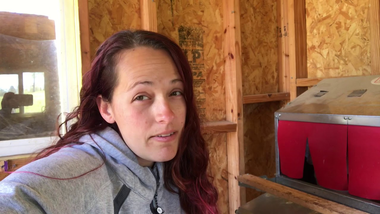 Broody chicken won’t leave nest box