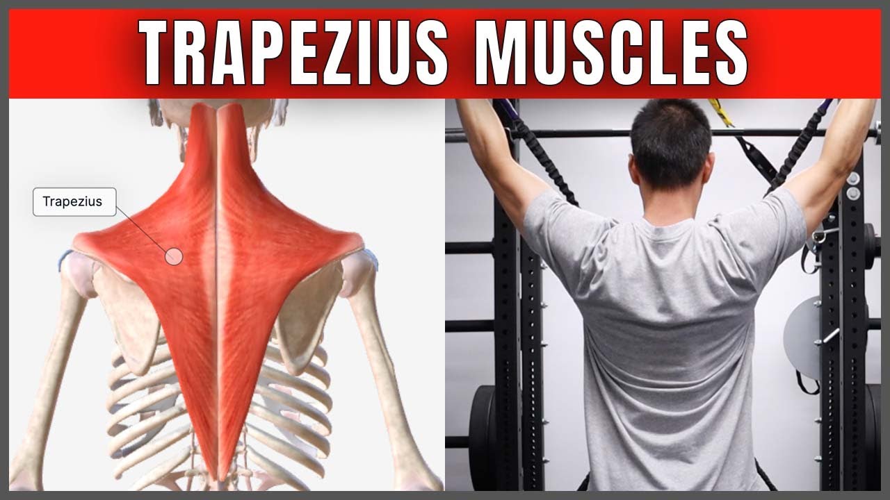 Trapezius Muscles - Functional Anatomy | HNL Movement