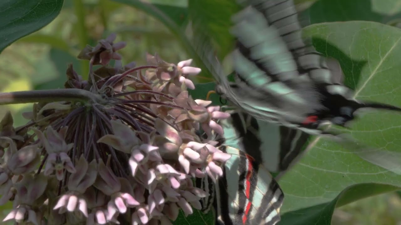 Zebra Swallowtail