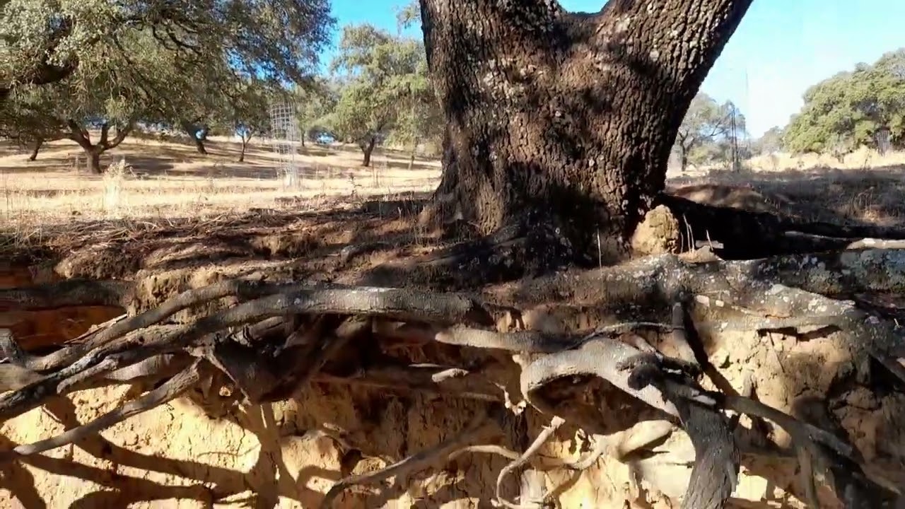 Silberum  Estructura de las ra&iacute;ces de las encinas