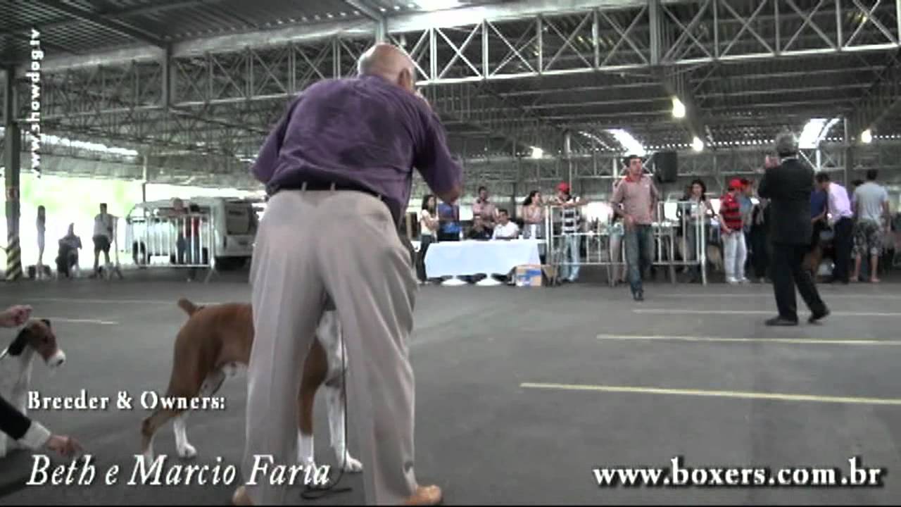 Show Dog - Boxer - Airafs Uncas BIS KC Capixaba Novembro 2011
