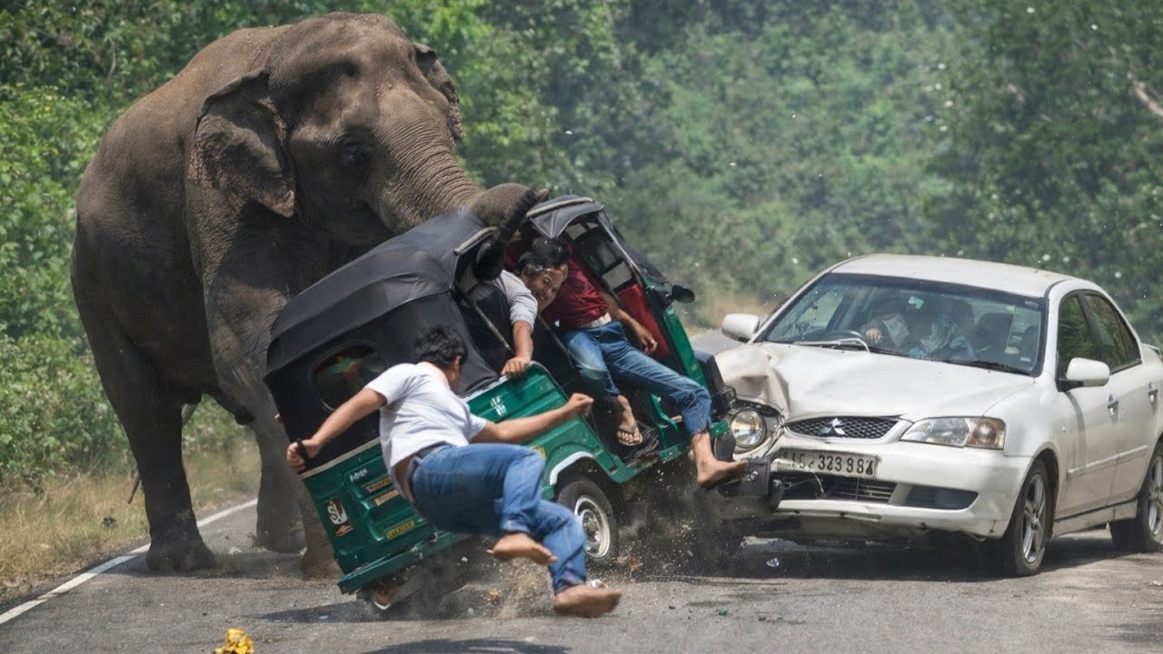 Wild Elephant Attacks Three-Wheeler | People Jump to Escape in Shocking Road Incident