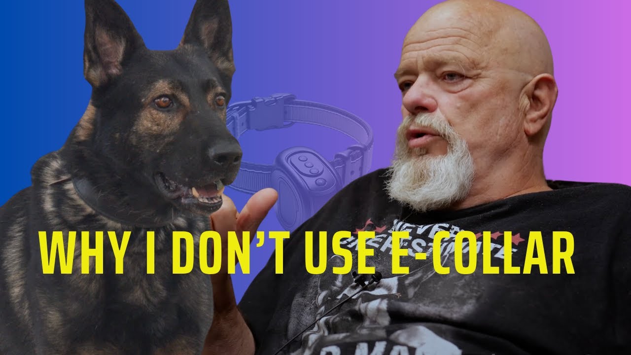 Understanding E Collar for Dogs