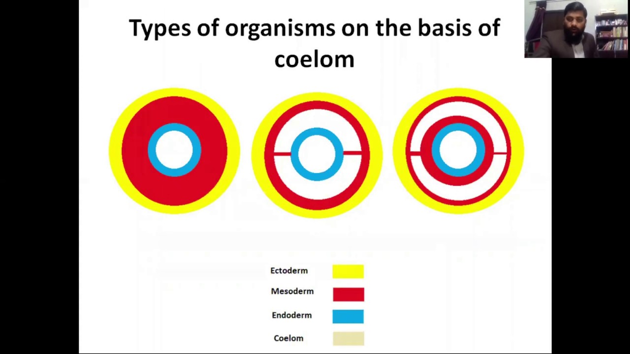 acoelomates, pseudocoelomates, coelomates, schizocoelous and enterocoelous coelom formation