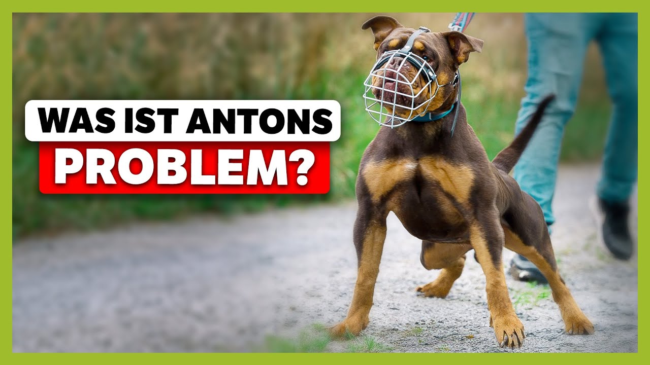 AGGRESSIVES Verhalten bei Tierschutzhund: Das ist der Grund für Antons Problem | Live-Training