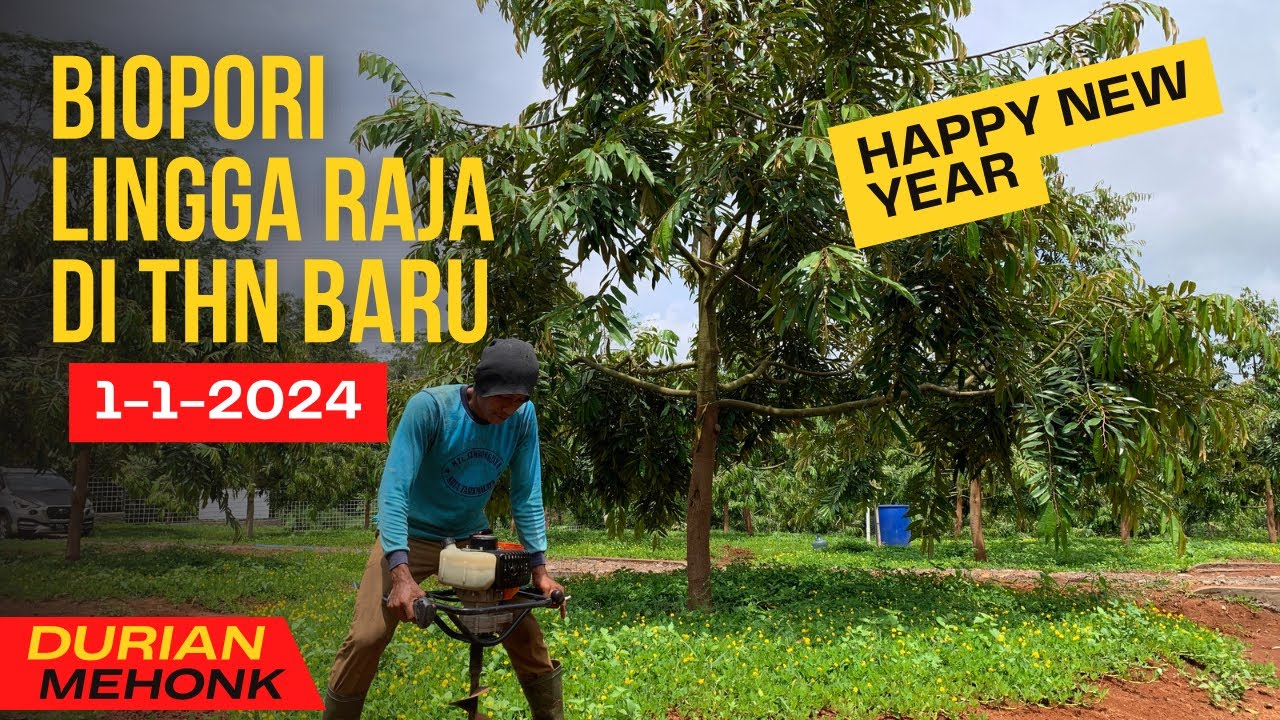 BUAT LUBANG BIOPORI TAMBAHAN DI LUAR BUSUT DI KEBUN DURIAN MUSANGKING Tgl 1-1-2024 HAPPY NEW YEAR